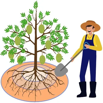 DỊCH VỤ KỸ THUẬT SẦU RIÊNG KTB
